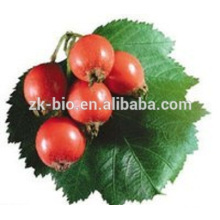 GMP Supplier Bottom Price Rose Hip Extract powder